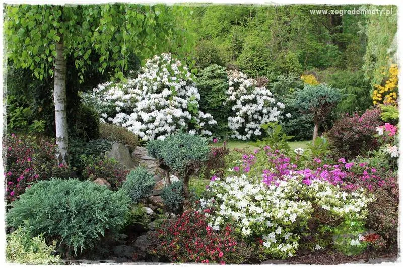 Magia budowy: Dom w rododendronach 6 P – zobacz zdjęcia z postępu prac