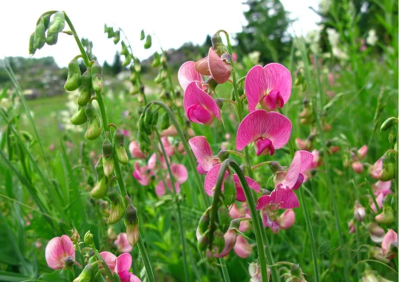 Odkryj, co możesz posadzić w lipcu na swojej działce i ciesz się bogatymi plonami