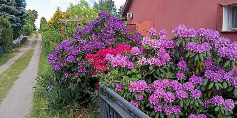 Dom w rododendronach