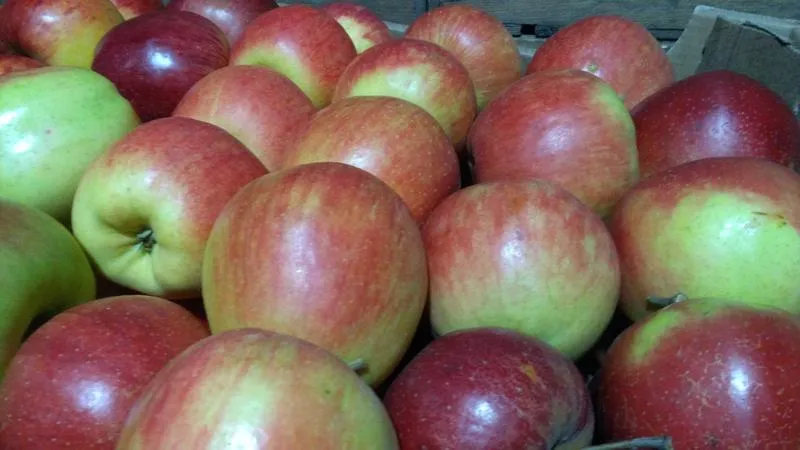 Gotowe projekty domów