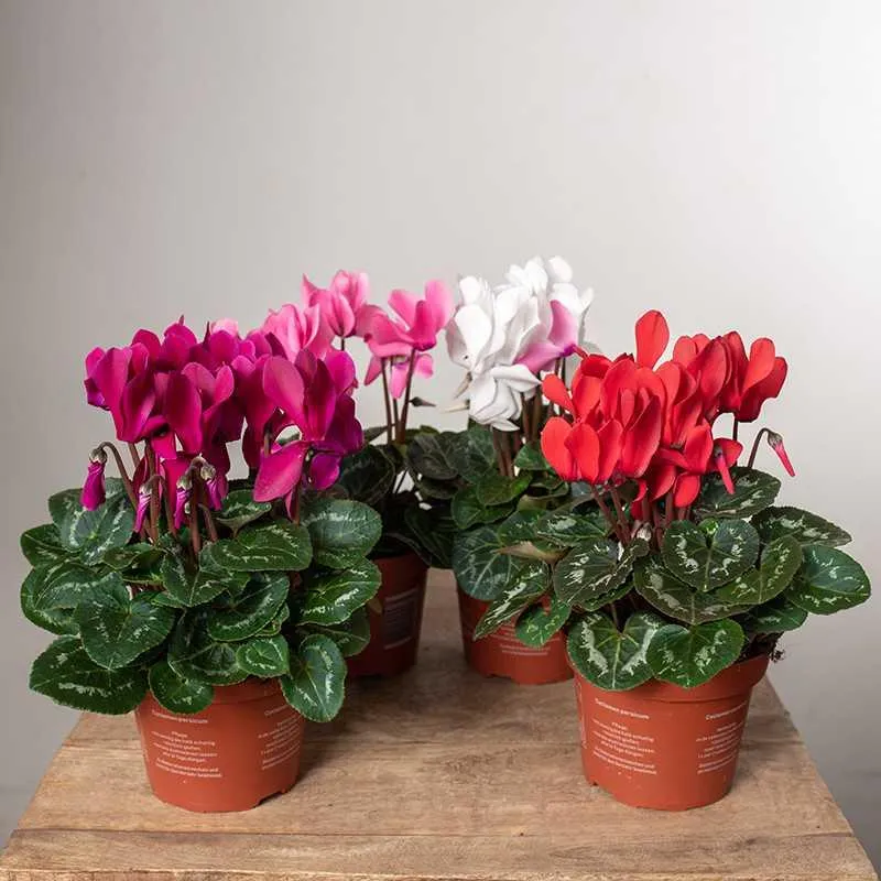 Kolorowe oblicza cyklamenu