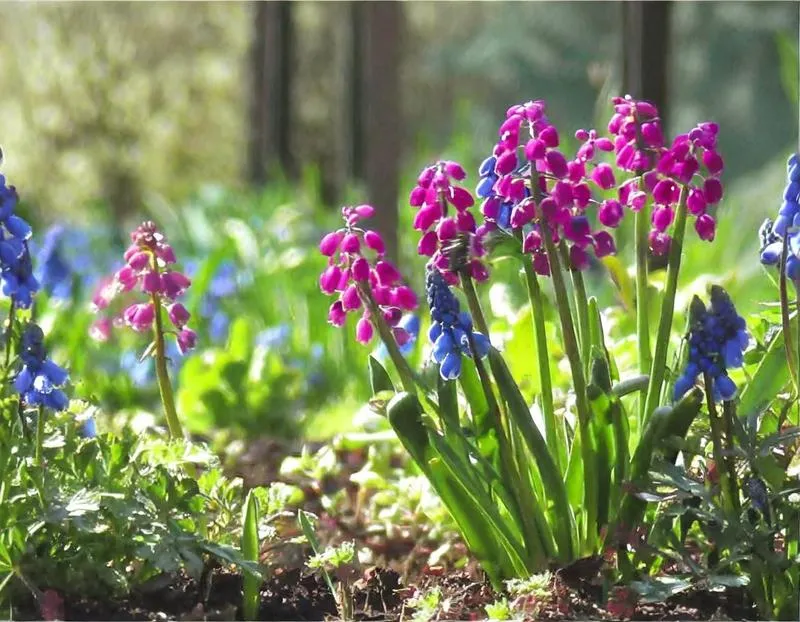 Kwiaty jednoroczne i byliny przy płocie