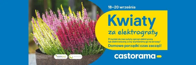 Pielęgnacja wrzosów doniczkowych