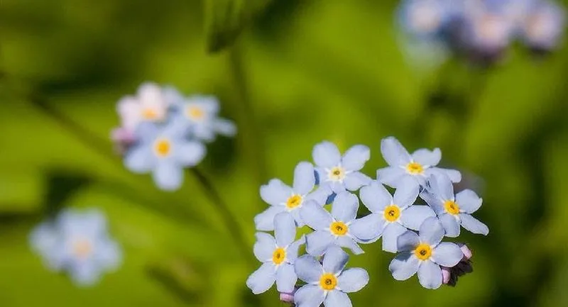 Rola kwiatów w zapylaniu