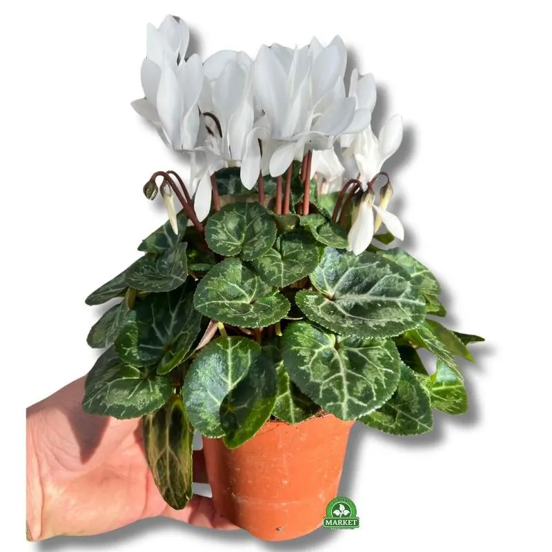 Sekrety pielęgnacji cyklamenów