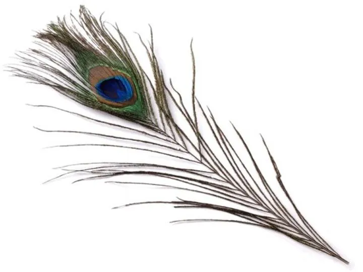 Symbolika pawich piór